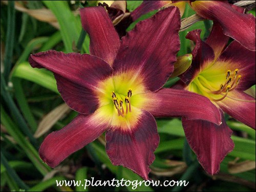 Daylily Chicago Royal
height 24